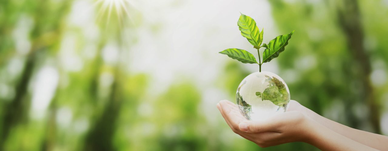 hand holding glass globe ball with tree growing and green nature blur background. eco concept